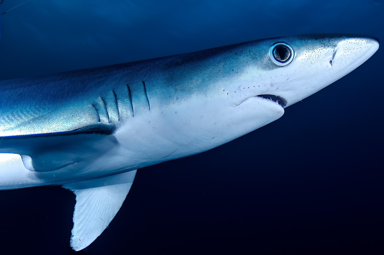 11-year-old boy helps local beachgoers rescue Great White Shark from shallow water