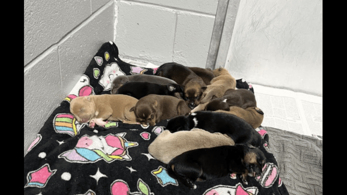 Mother dog lonely for her 13 puppies in shelter freed them for raucous ‘midnight romp’ Mother dog lonely for her 13 puppies in shelter freed them for raucous ‘midnight romp’