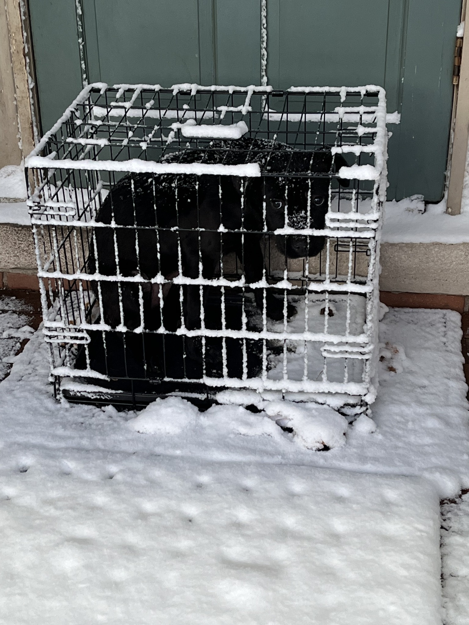 Heartbreaking: Dog abandoned in crate on coldest Michigan night