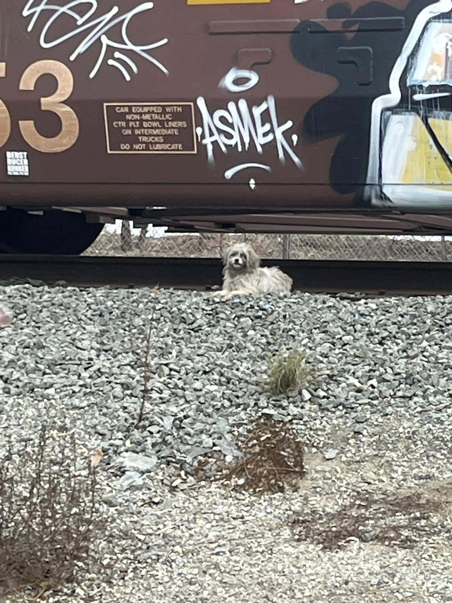 Alone and scared dogs stayed loyal at each other’s side even after critical injury