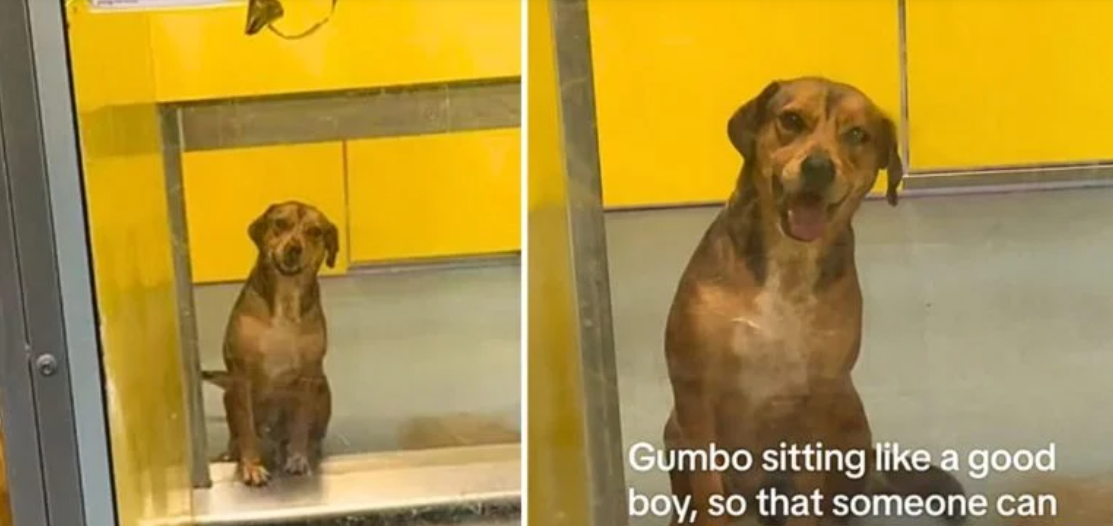 ‘Pick me!’ Pup sits like good boy at shelter to get attention after waiting more than 400 days