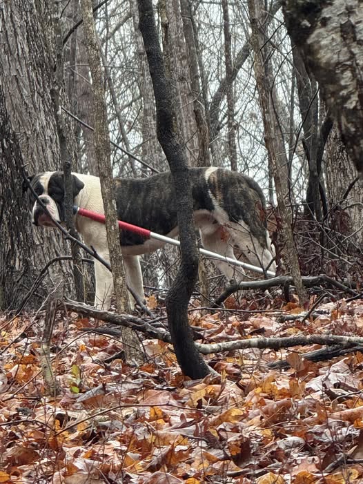 Abandoned dog in Gwinnett County escaped animal control officer with catch pole still attached Abandoned dog in Gwinnett County escaped animal control officer with catch pole still attached