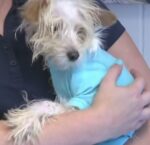 Heartbreaking video shows cruel woman throwing defenseless small dog