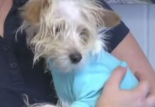 Heartbreaking video shows cruel woman throwing defenseless small dog