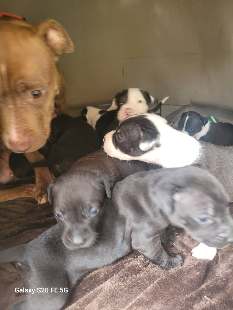 Starving mama dog wandered up to couple and asked them to follow her on 4 mile journey to her hungry puppies Starving mama dog wandered up to couple and asked them to follow her on 4 mile journey to her hungry puppies