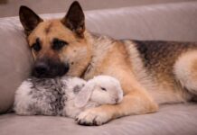 High stakes court fight ends with saving German shepherd from euthanasia over minor bite incident