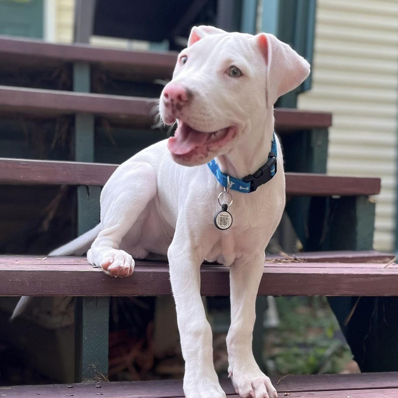 ‘Fire puppy’ rescued as newborn from house fire as his mom shielded her litter with her body anxious to find loving family ‘Fire puppy’ rescued as newborn from house fire as his mom shielded her litter with her body anxious to find loving family