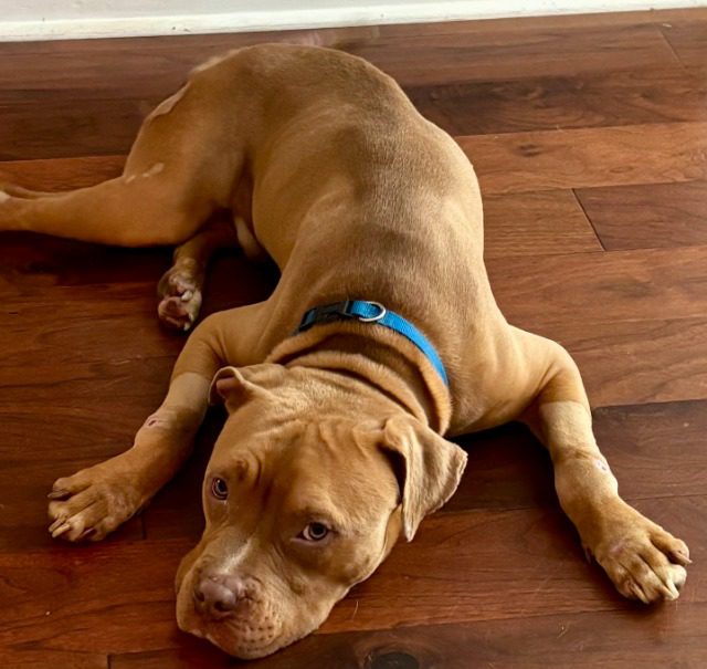 Louisville police asking for public’s help finding person responsible for Halo’s ‘unimaginable suffering’