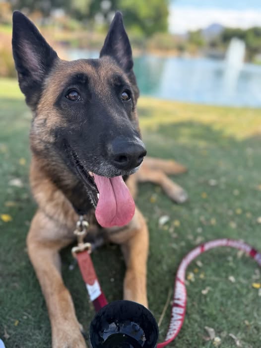 Call Home: Friendly German Shepherd listed ‘code red’ at California shelter after 178 days