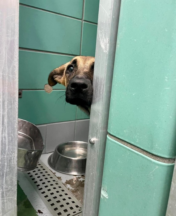 With eyes full of hope, shepherd puppies found roaming Houston streets just need a chance before their lives are scheduled to end