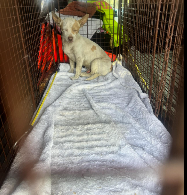 Tiny street dog no one wanted undergoes lifesaving surgery because his life matters Tiny street dog no one wanted undergoes lifesaving surgery because his life matters