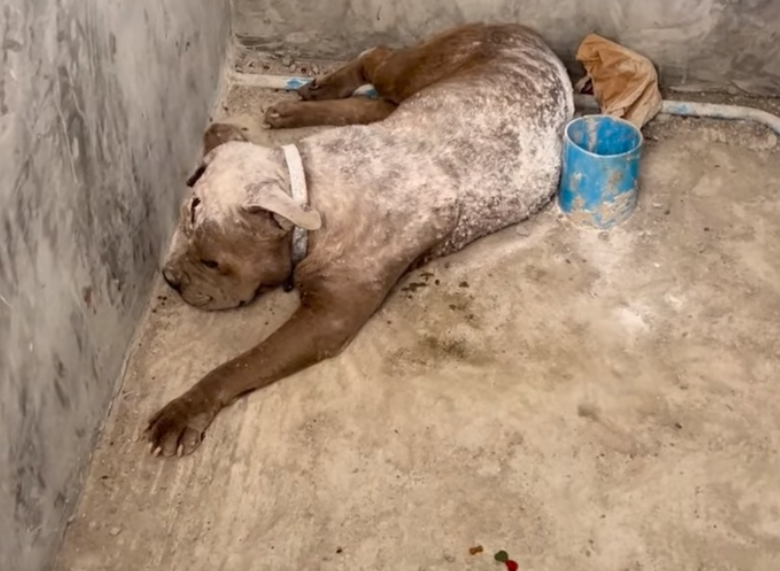 Nearly end of the road for tick and flea infested dog discovered in abandoned outhouse until his rightful fairytale rescue