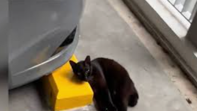 Cat abandoned in parking lot for meowing too much rescued and living her best life
