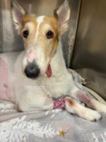 Constant companion pup to special needs child nearly died until NYC rescue stepped in to help