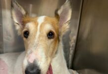 Constant companion pup to special needs child nearly died until NYC rescue stepped in to help