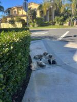 Suspected backyard breeder dumped leftover puppies on street corner where they waited…