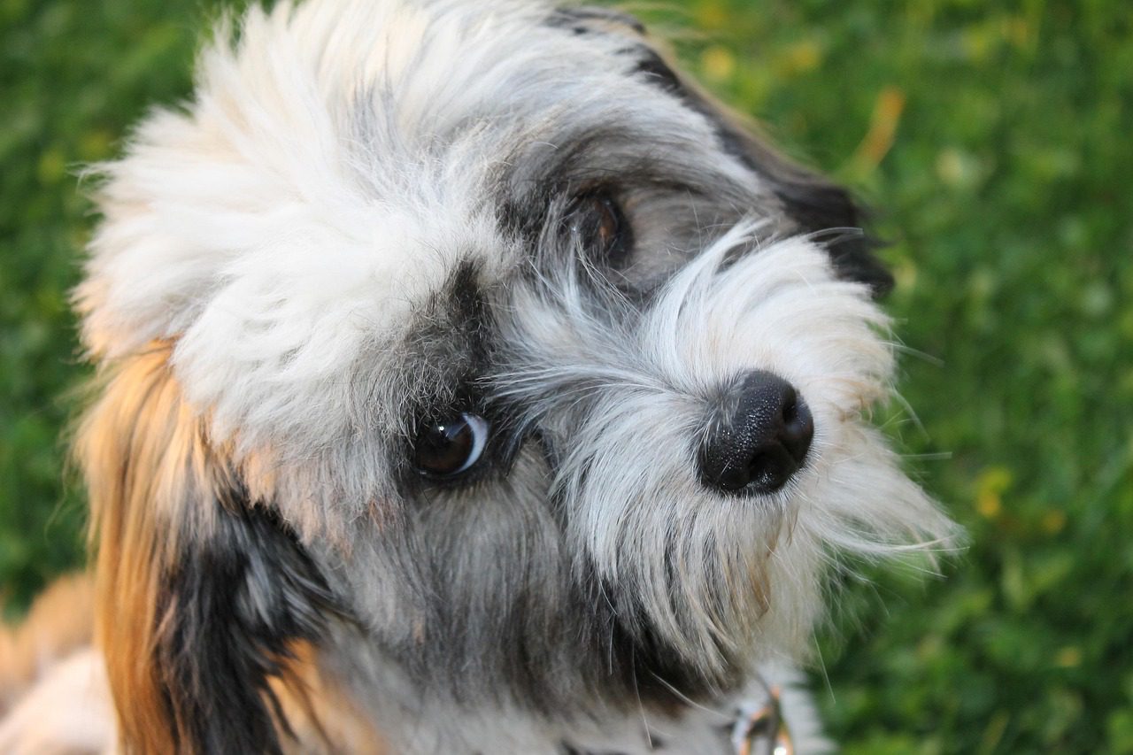 Local firefighters rescue 12 pound pup trapped inside of bidet base