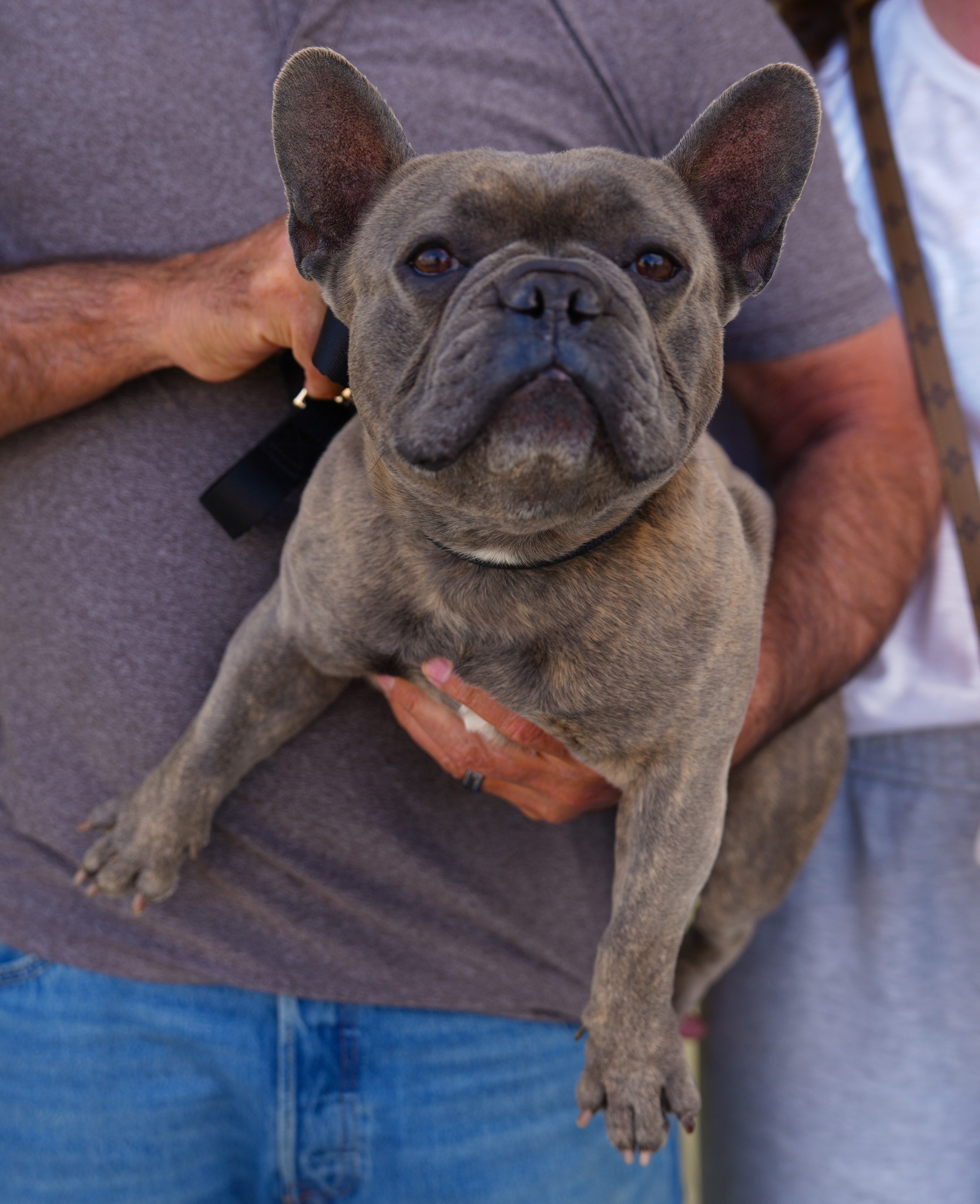 French bulldog returned to owner after 2 years with help of Good Samaritans and microchip
