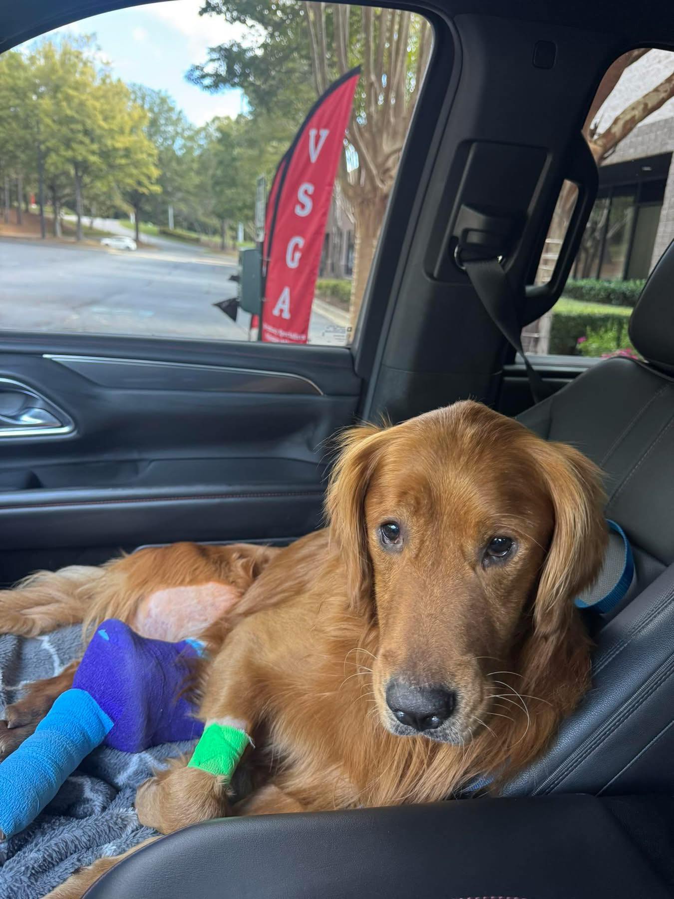 Shyest Golden Retriever lost for weeks found 20 miles from home with gunshot in leg reunited with family