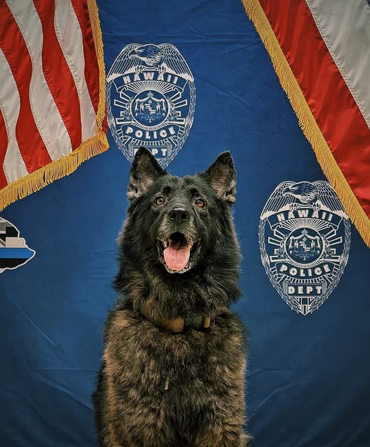 Police dog on Hawaii Island died after left in vehicle too long