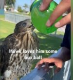 Man sentenced to jail for giving alcohol to protected hawk