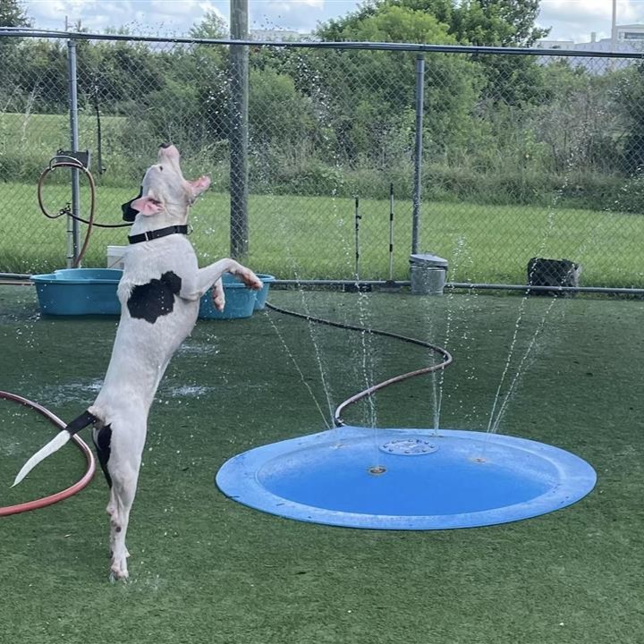 Hillsborough animal shelter seeking public’s help for people with air conditioning to foster dogs