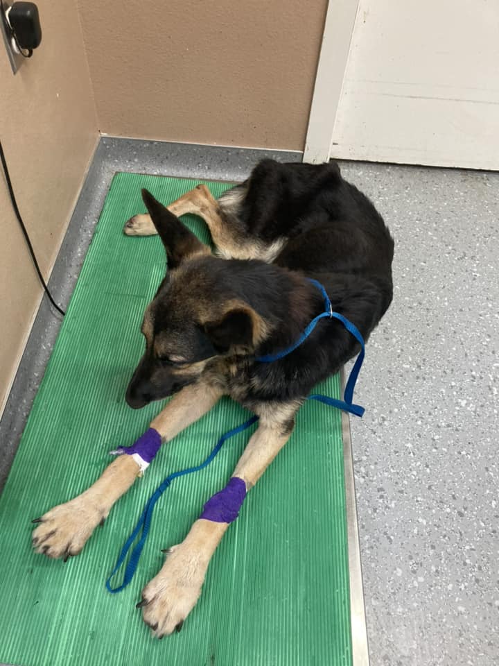 Shepherd’s owner failed her over and over again but a Good Samaritan spoke up and saved her life