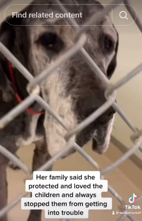 Senior Great Dane surrendered by family of 9 years for new puppy