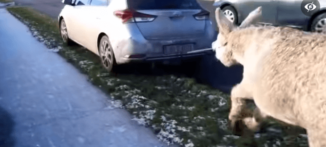 Good Samaritan rescues donkey being pulled by rope behind heartless driver’s vehicle