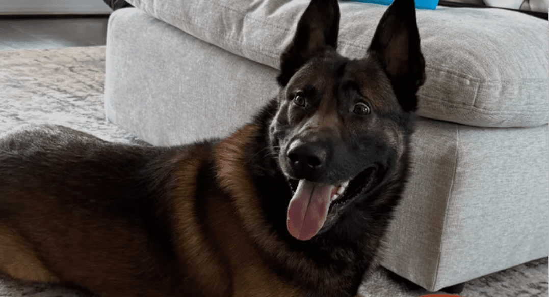 California police officer raising funds to equip K9 partner with bulletproof vest California police officer raising funds to equip K9 partner with bulletproof vest