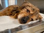 Senior dog whose body tells saddest story of lifelong abuse and neglect showing meaningful shift in fight to survive