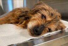 Senior dog whose body tells saddest story of lifelong abuse and neglect showing meaningful shift in fight to survive