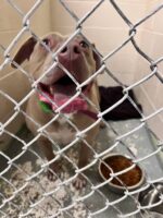 Dog rescued from fatal semitruck crash that killed his owner to be reunited with victim’s family Dog rescued from fatal semitruck crash that killed his owner to be reunited with victim’s family