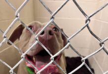 Dog rescued from fatal semitruck crash that killed his owner to be reunited with victim’s family