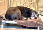 Heartbreaking: 14-year-old Lab at Baldwin Park shelter tenderly licks hands of visitors still showing his trust