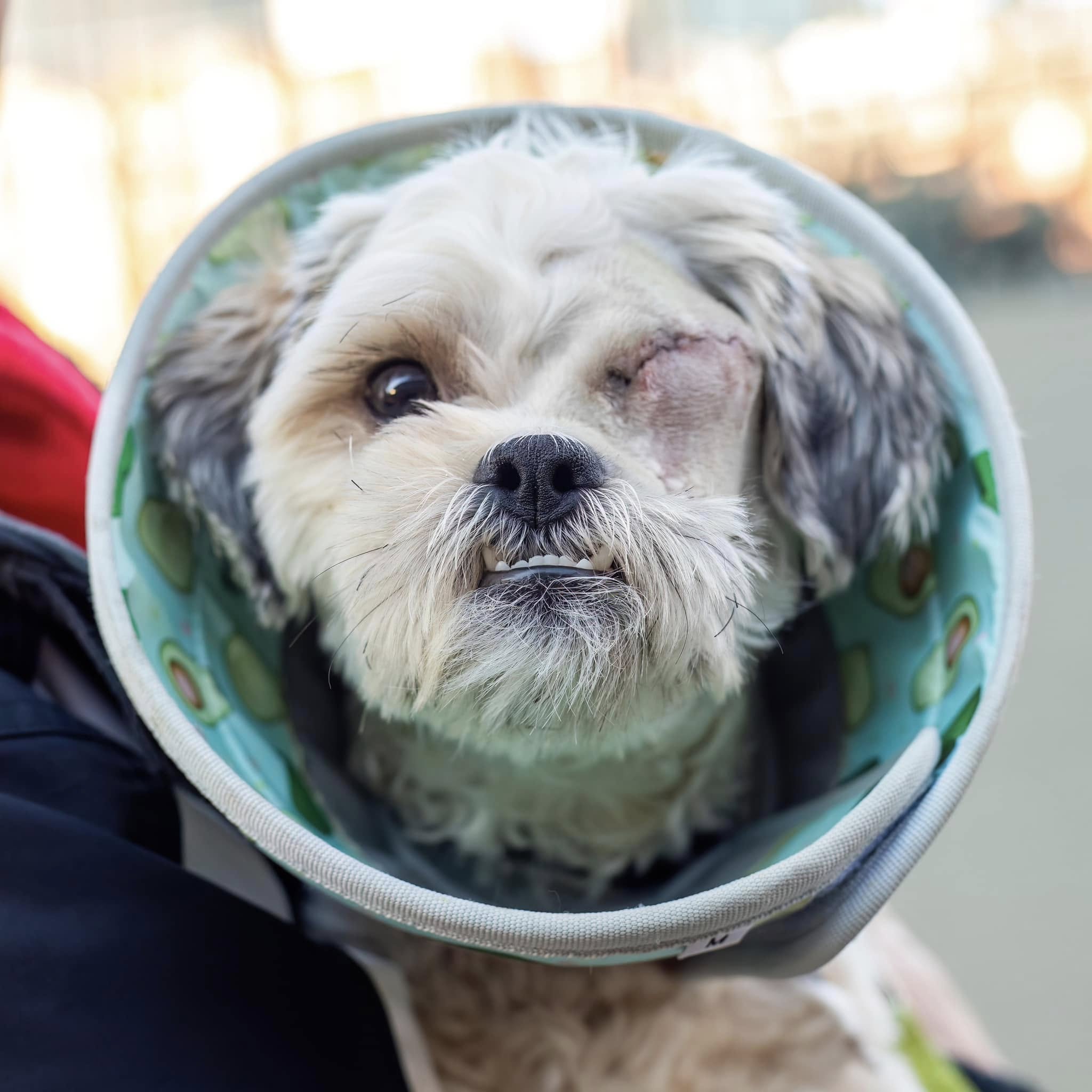 Adorable little pup left tied to a pole in Boston wants home for the holidays Adorable little pup left tied to a pole in Boston wants home for the holidays