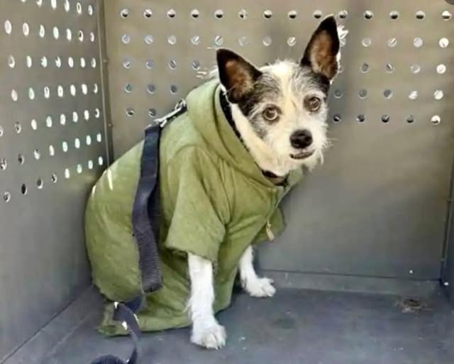 Animal advocates outraged over dog’s abandonment hoping he finds loving home