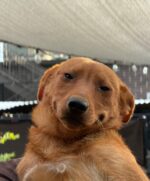 Surrendered to overcrowded shelter overwhelmed puppy smiles when carried out of noisy kennel Surrendered to overcrowded shelter overwhelmed puppy smiles when carried out of noisy kennel