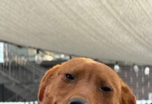 Surrendered to overcrowded shelter overwhelmed puppy smiles when carried out of noisy kennel