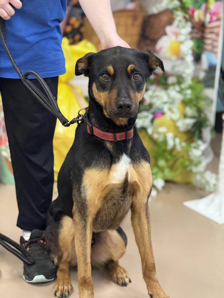 Hernando Mississippi animal shelter overcrowded and needs your help before decisions have to be made