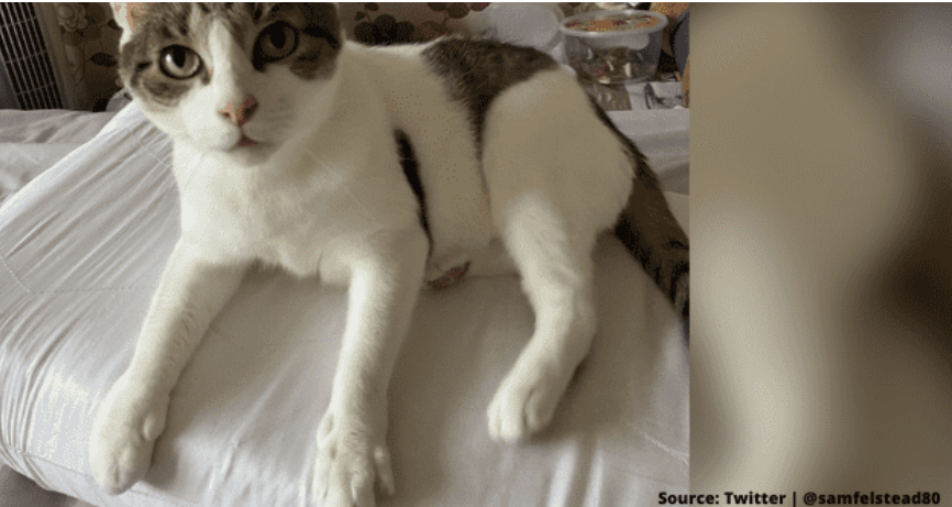 Hero cat saves life Twitter 1