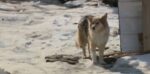 Mystery ‘Lassie’ led officers to lost 3-year old child and then disappeared again