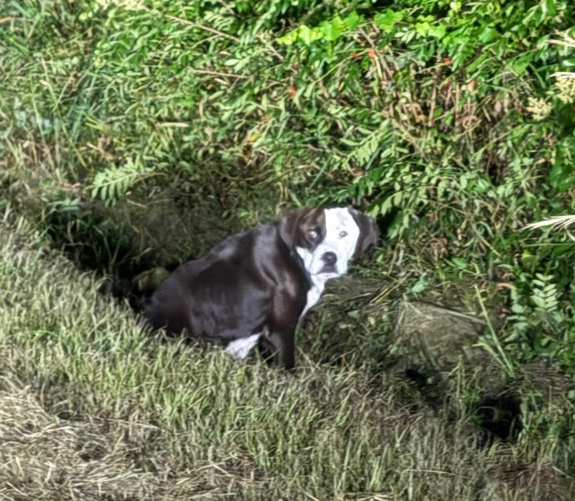 Public outcry results in apology from sheriff’s office and new protocol after dog shot and killed