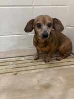 After owner passed family dropped brokenhearted senior pup at city shelter saying it was safe place
