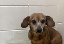 After owner passed family dropped brokenhearted senior pup at city shelter saying it was safe place