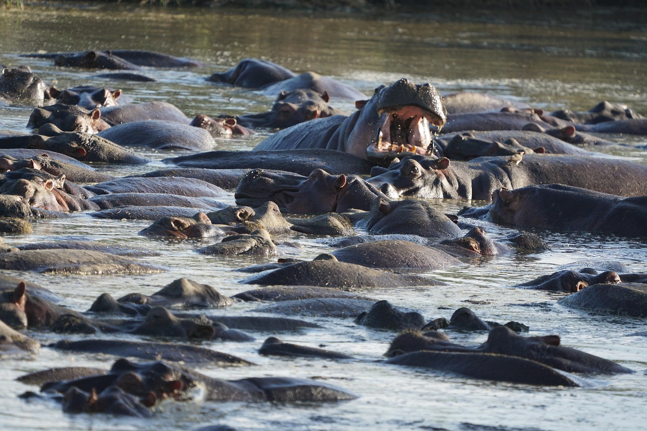 At least 50 ‘vulnerable and endangered’ hippos killed by anthrax poisoning in Africa’s oldest reserve