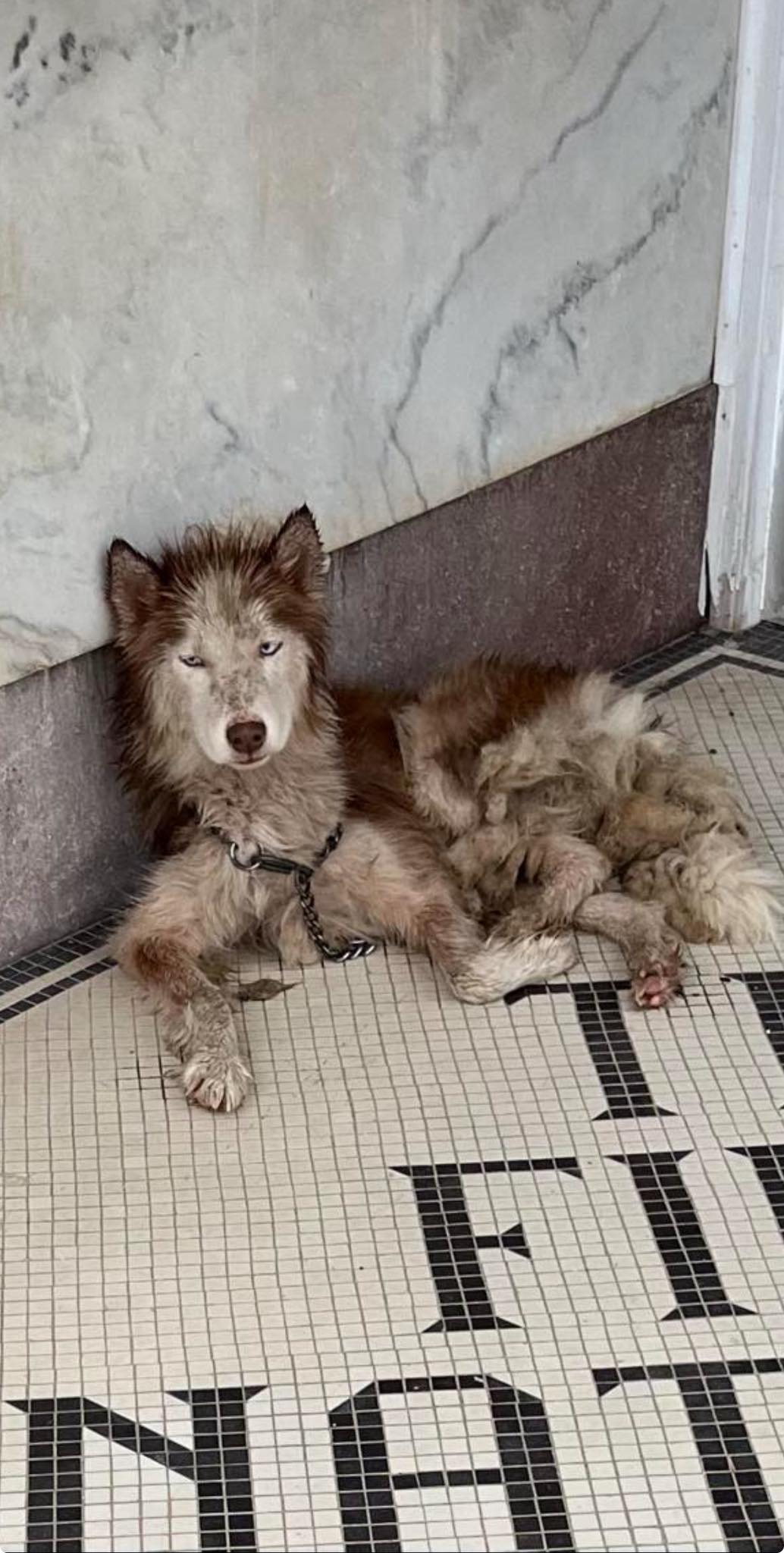 Advocates moved mountains to save scared and terribly malnourished husky from Texas shelter