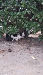 Three tiny puppies abandoned at park in milk crate begging for help