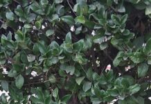 Three tiny puppies abandoned at park in milk crate begging for help