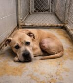 Sweetest senior shelter dog paid price to live after being hit by car and cried when returned to kennel cage Sweetest senior shelter dog paid price to live after being hit by car and cried when returned to kennel cage